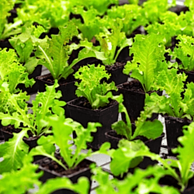 Kıvırcık marul yetiştirme rehberi