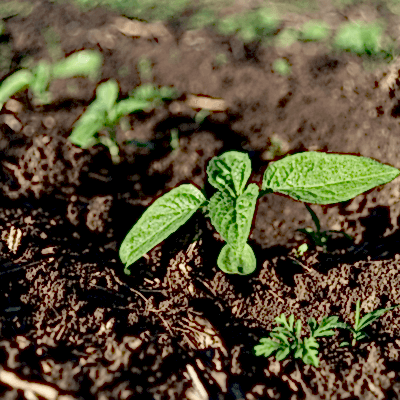 Çörek otu bakımı