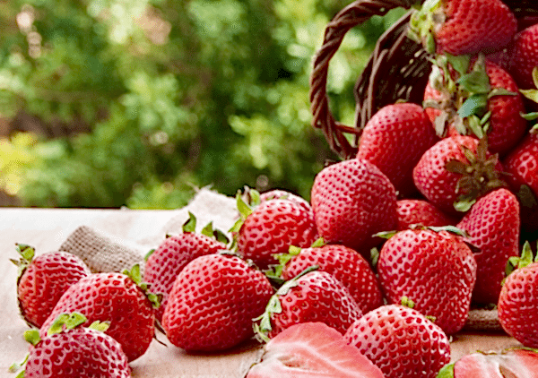 cilek nasil yetistirilir