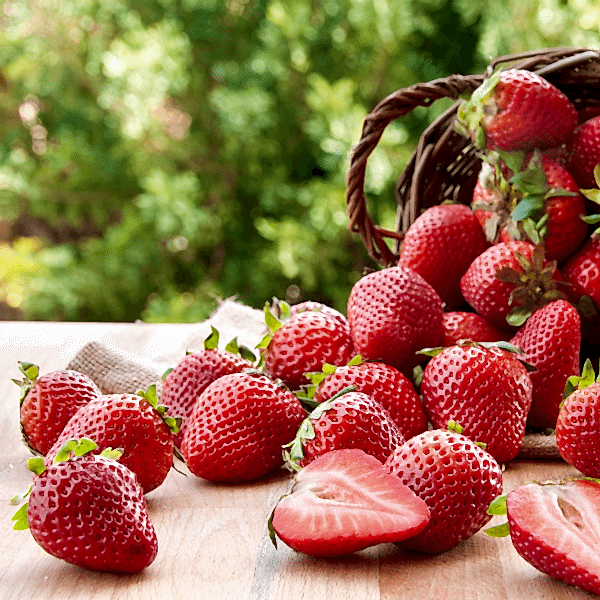 cilek nasil yetistirilir